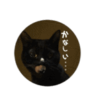 金銀フレンズ（個別スタンプ：3）