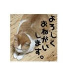 金銀フレンズ（個別スタンプ：5）