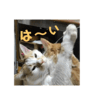 金銀フレンズ（個別スタンプ：6）
