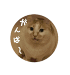 金銀フレンズ（個別スタンプ：8）