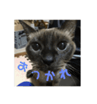 金銀フレンズ（個別スタンプ：9）