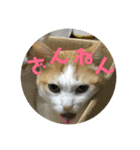 金銀フレンズ（個別スタンプ：10）