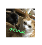 金銀フレンズ（個別スタンプ：12）