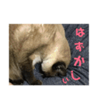 金銀フレンズ（個別スタンプ：13）
