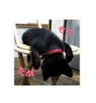 金銀フレンズ（個別スタンプ：15）