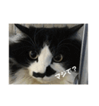 金銀フレンズ（個別スタンプ：17）