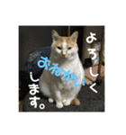 金銀フレンズ（個別スタンプ：18）