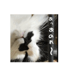 金銀フレンズ（個別スタンプ：20）