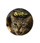 金銀フレンズ（個別スタンプ：25）