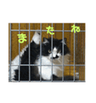 金銀フレンズ（個別スタンプ：26）