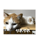 金銀フレンズ（個別スタンプ：28）