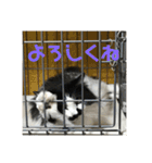 金銀フレンズ（個別スタンプ：30）