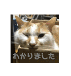 金銀フレンズ（個別スタンプ：32）