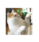 金銀フレンズ（個別スタンプ：34）