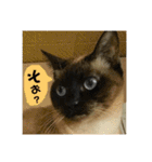 金銀フレンズ（個別スタンプ：36）