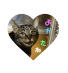 金銀フレンズ（個別スタンプ：38）