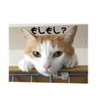 金銀フレンズ（個別スタンプ：40）