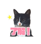 ネコのひめちゃんスタンプ（個別スタンプ：1）