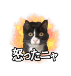 ネコのひめちゃんスタンプ（個別スタンプ：2）