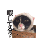 ネコのひめちゃんスタンプ（個別スタンプ：3）