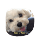 マルチーズのマシュでーす！（個別スタンプ：5）