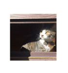 トラの思い出（個別スタンプ：34）