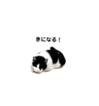 白黒ねこスタンプ に（個別スタンプ：3）