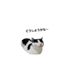 白黒ねこスタンプ に（個別スタンプ：15）