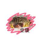チラ、テグ、カエル＆ウーパー（個別スタンプ：11）