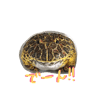 チラ、テグ、カエル＆ウーパー（個別スタンプ：29）