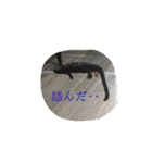チラ、テグ、カエル＆ウーパー（個別スタンプ：36）
