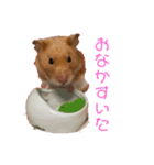 DEBUちゃん（個別スタンプ：1）