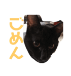 仲良し男4兄弟（個別スタンプ：8）