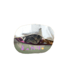 チビ にゃんこ2（個別スタンプ：23）