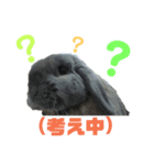 うさぎのもんちゃん＆チョッチョ 平和な生活（個別スタンプ：5）