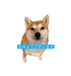 柴犬サーくんその3（個別スタンプ：1）