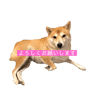 柴犬サーくんその3（個別スタンプ：2）