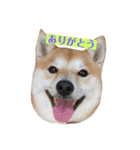 柴犬サーくんその3（個別スタンプ：3）