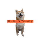 柴犬サーくんその3（個別スタンプ：4）