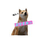 柴犬サーくんその3（個別スタンプ：5）