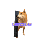 柴犬サーくんその3（個別スタンプ：6）