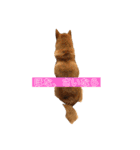 柴犬サーくんその3（個別スタンプ：7）