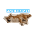 柴犬サーくんその3（個別スタンプ：8）