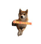 柴犬サーくんその3（個別スタンプ：9）
