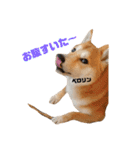 柴犬サーくんその3（個別スタンプ：10）