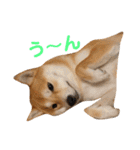 柴犬サーくんその3（個別スタンプ：11）