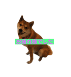柴犬サーくんその3（個別スタンプ：12）