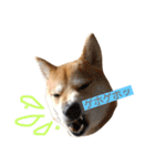 柴犬サーくんその3（個別スタンプ：13）