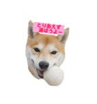 柴犬サーくんその3（個別スタンプ：14）
