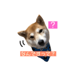 柴犬サーくんその3（個別スタンプ：15）